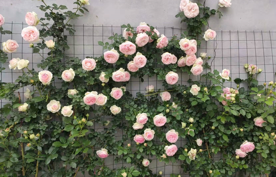 什么花適合冬天養(yǎng)不怕凍_凍天養(yǎng)什么花_冬天怕冷的花卉