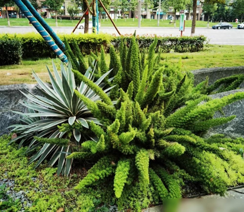 太扎心了！10種貴貨綠植，北方花錢買，南方遍地是，長路邊沒人要