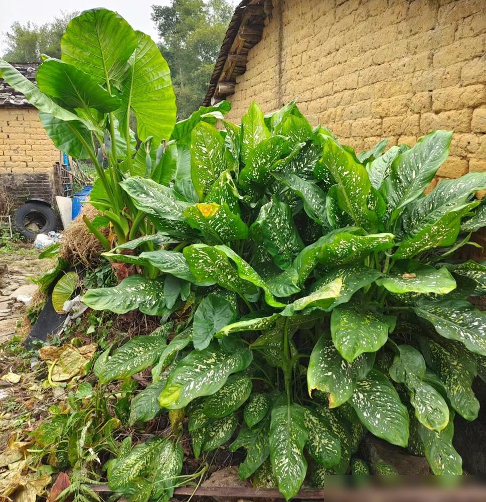 便宜養(yǎng)綠植好不好_便宜養(yǎng)綠植好養(yǎng)的植物_便宜又好養(yǎng)的綠植