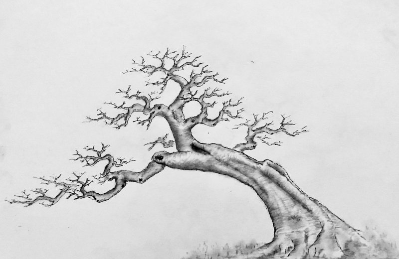 適合庭院盆栽的花卉_花卉庭院盆栽適合種什么花_適合庭院花盆種植的花樹