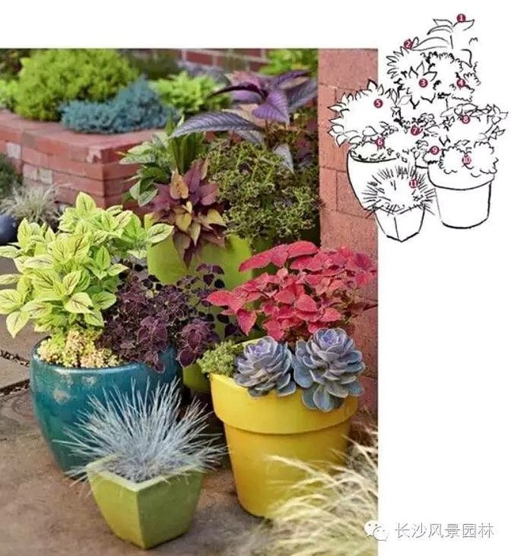 陽(yáng)臺(tái)適合養(yǎng)殖什么花草_陽(yáng)臺(tái)適合養(yǎng)什么植物_陽(yáng)臺(tái)養(yǎng)植物適合什么花